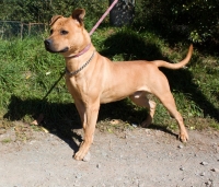 Obrázek Adopce na dálku - Armín