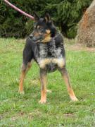 Obrázek Adopce na dálku - Cir