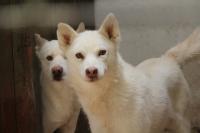 Obrázek Adopce na dálku - Aida a Dusty